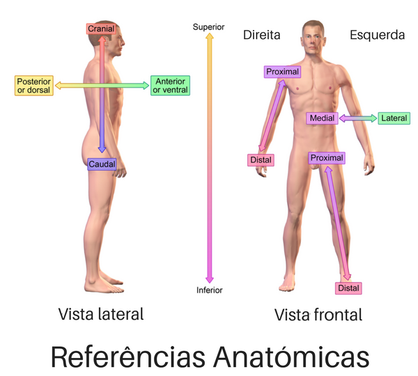 Referencias Anatomicas