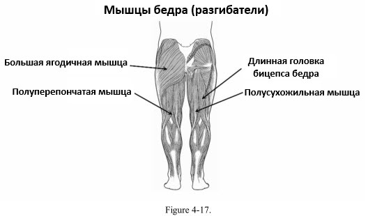 leg muscles