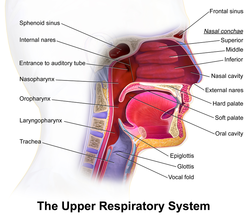 800px Blausen 0872 UpperRespiratorySystem 1
