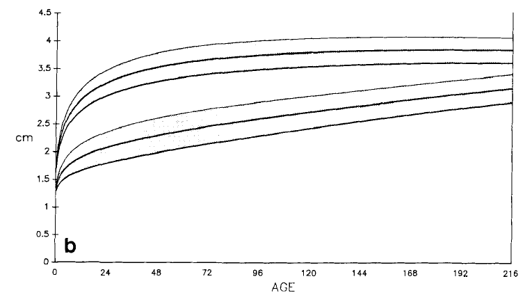 Foramen magnum sagittal