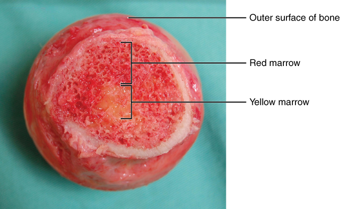 "619 Red and Yellow Bone Marrow" by OpenStax College - Anatomy & Physiology, Connexions Web site. http://cnx.org/content/col11496/1.6/, Jun 19, 2013.. Licensed under CC BY 3.0 via Wikimedia Commons - http://commons.wikimedia.org/wiki/File:619_Red_and_Yellow_Bone_Marrow.jpg#mediaviewer/File:619_Red_and_Yellow_Bone_Marrow.jpg