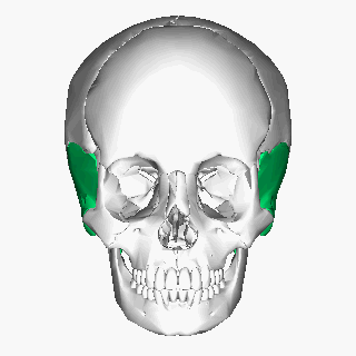 Temporal bone. Animation from commons Wikipedia