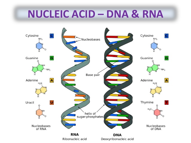 biology-form-4-chapter-4-chemical-composition-of-the-cell-part-1-13-638