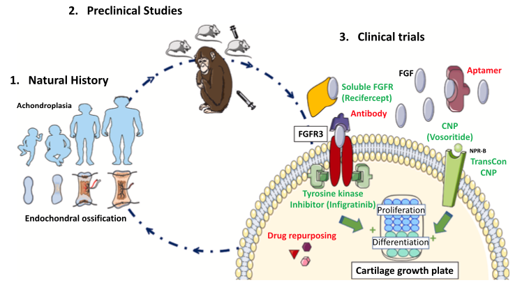 drug develop process