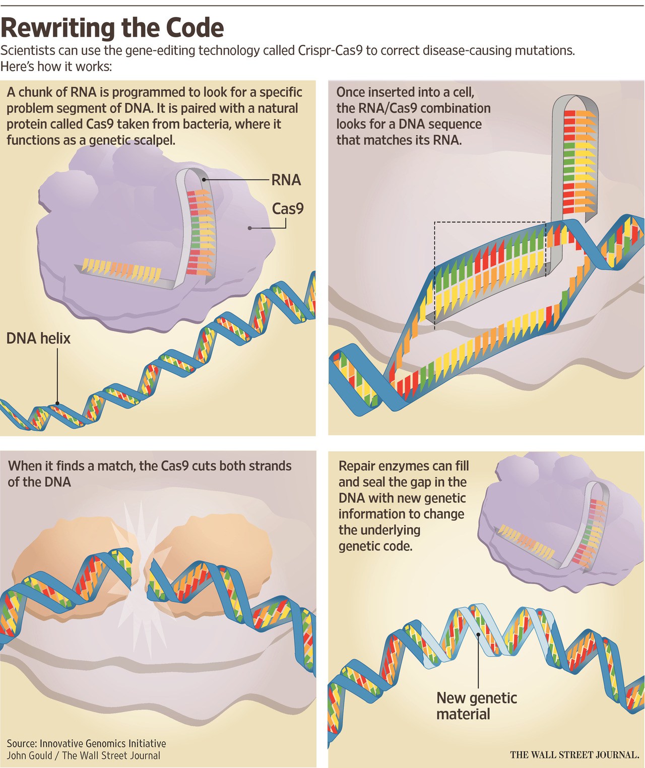 CRISPR Cas9