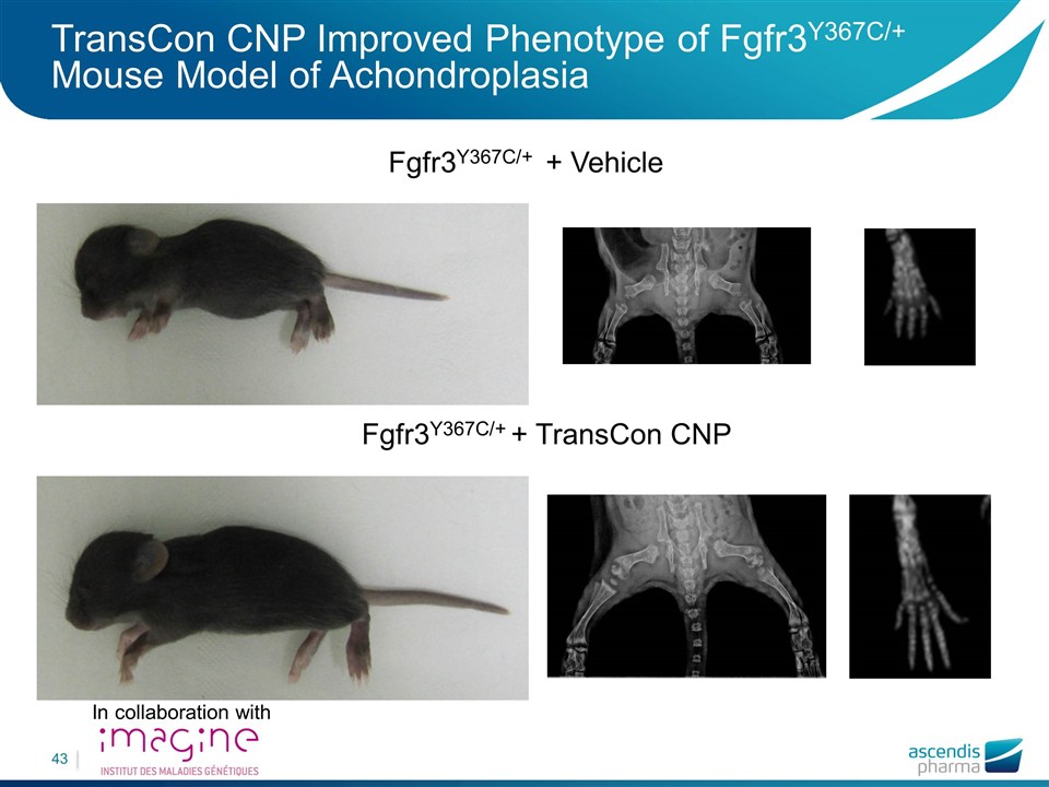 TransCon CNP Mouse