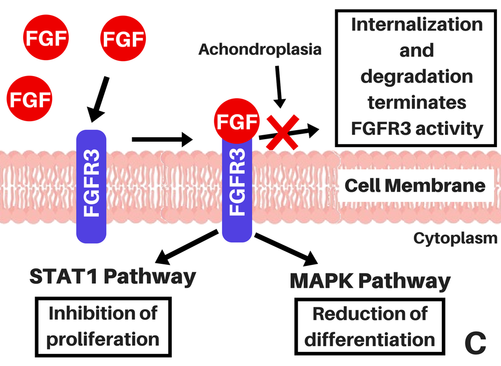 FGFR3 with achondroplasia C