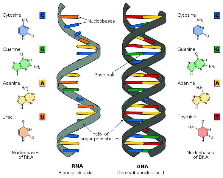 DNA vs RNA Difference DNA RNA 1