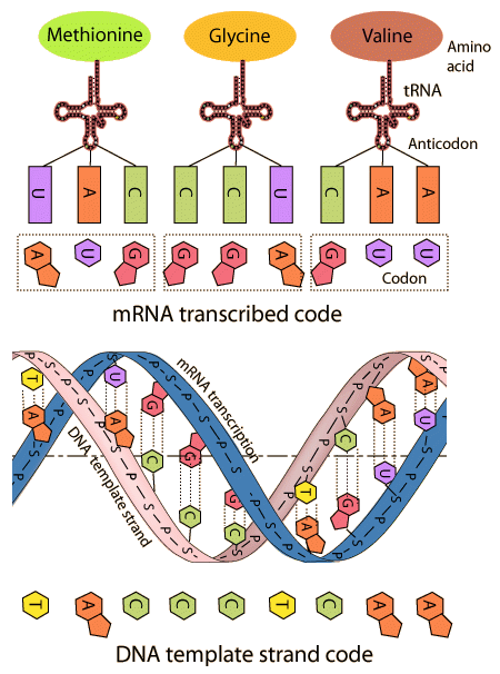Transcription code